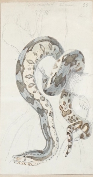 Robert Kretschmer (German, 1812-1872), watercolour, Study of a South American Boa Constrictor, inscribed in pencil, 18 x 9.5cm